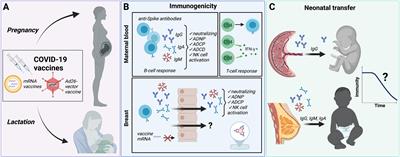 COVID-19 Vaccination in Pregnancy and Lactation: Current Research and Gaps in Understanding